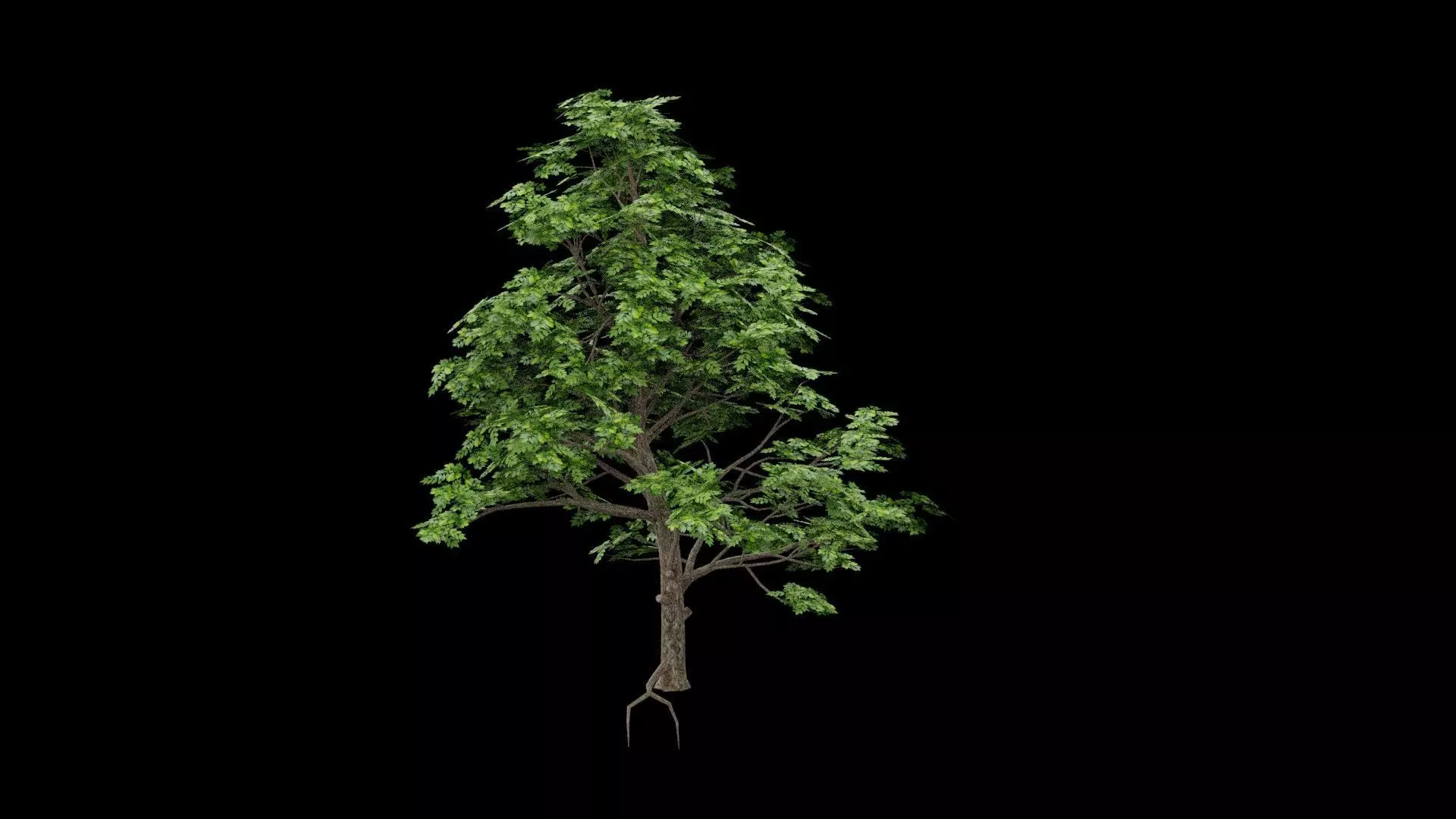 Realistic Tree Low-poly 3D model_3