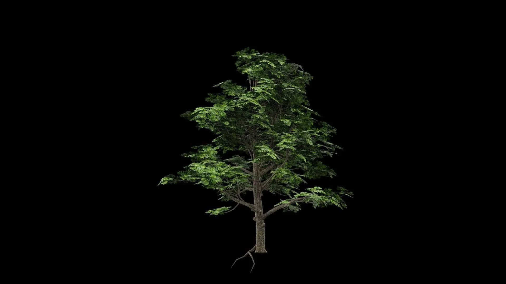Realistic Tree Low-poly 3D model_5