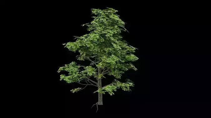 Realistic Tree