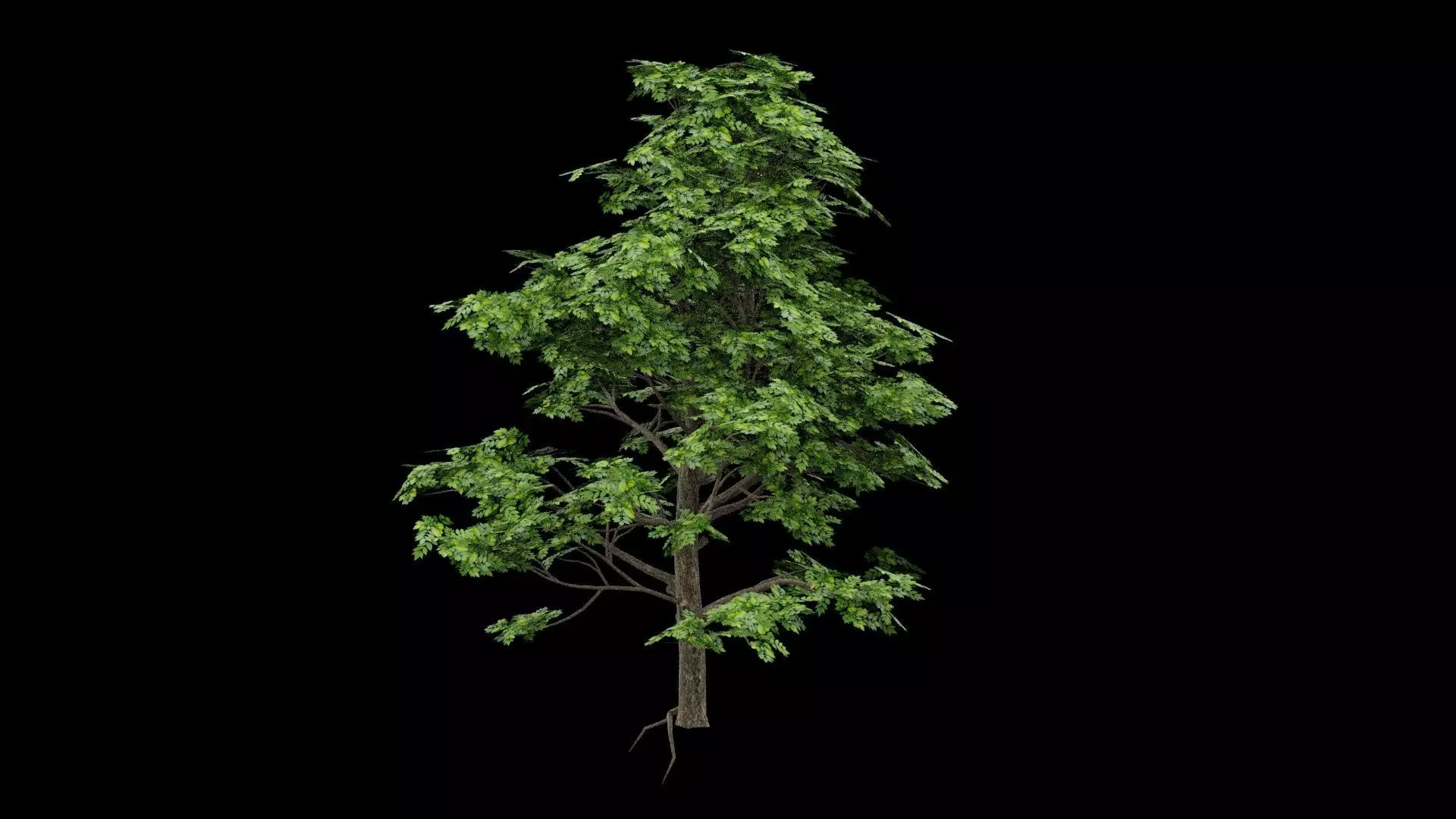 Realistic Tree Low-poly 3D model_0