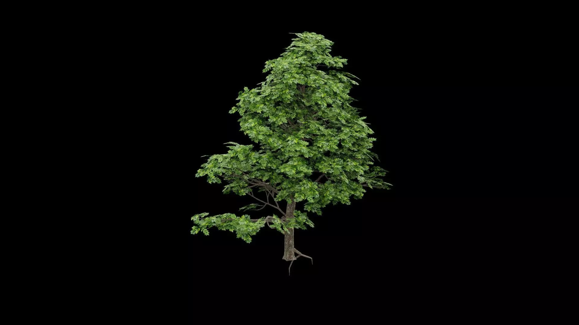 Realistic Tree Low-poly 3D model_4