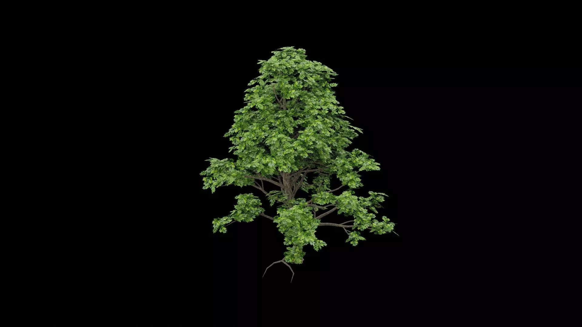 Realistic Tree Low-poly 3D model_1