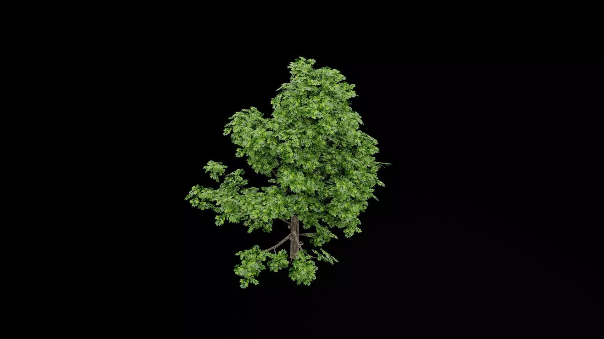 Realistic Tree Low-poly 3D model_6