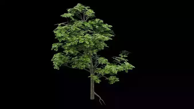 Realistic Tree