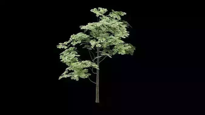 Realistic Tree