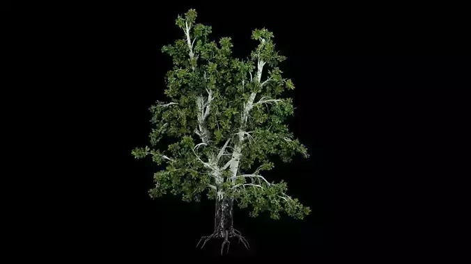 Realistic Tree