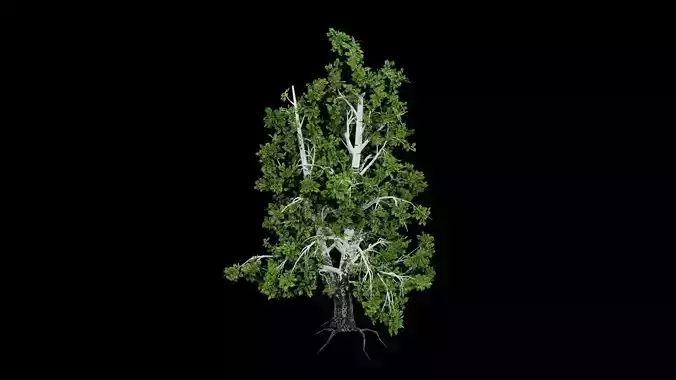 Realistic Tree