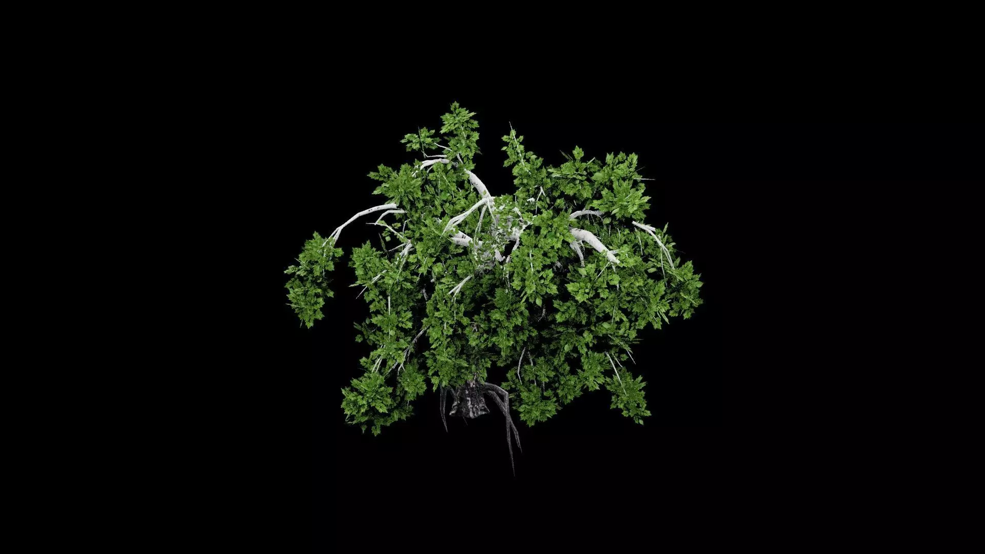 Realistic Tree Low-poly 3D model_4