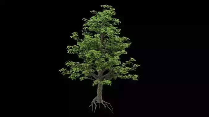 Realistic Tree