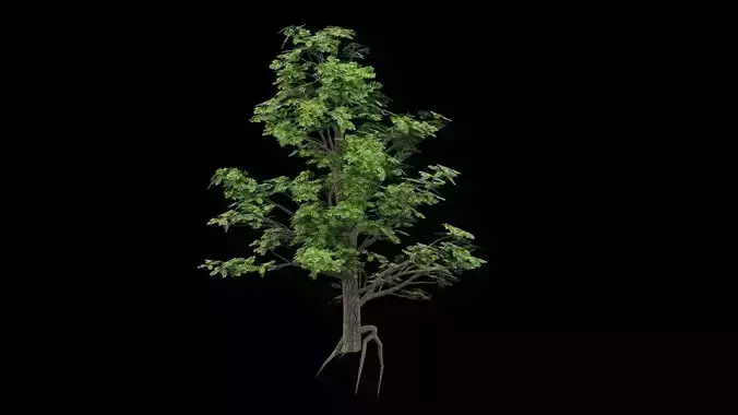 Realistic Tree
