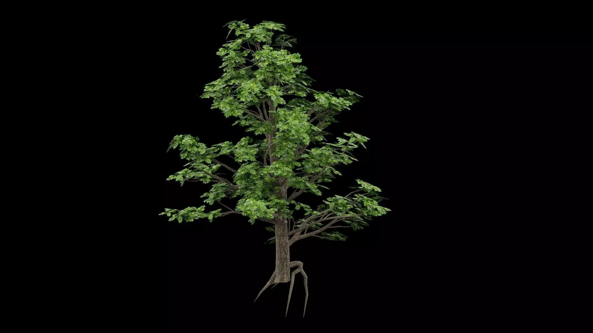 Realistic Tree Low-poly 3D model_0