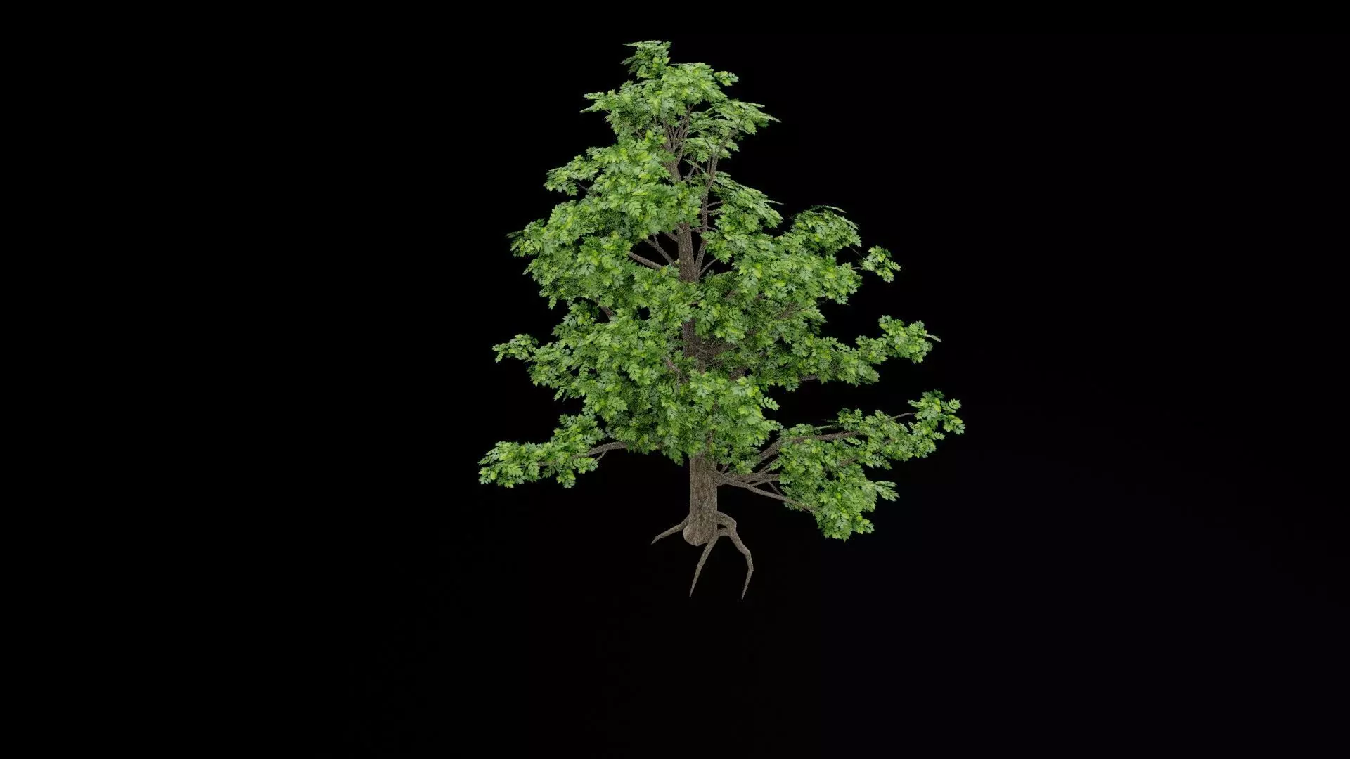 Realistic Tree Low-poly 3D model_6
