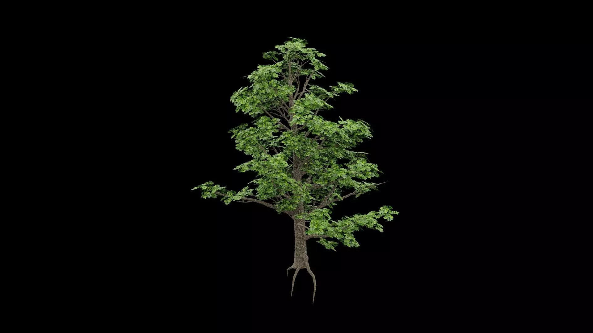 Realistic Tree Low-poly 3D model_4