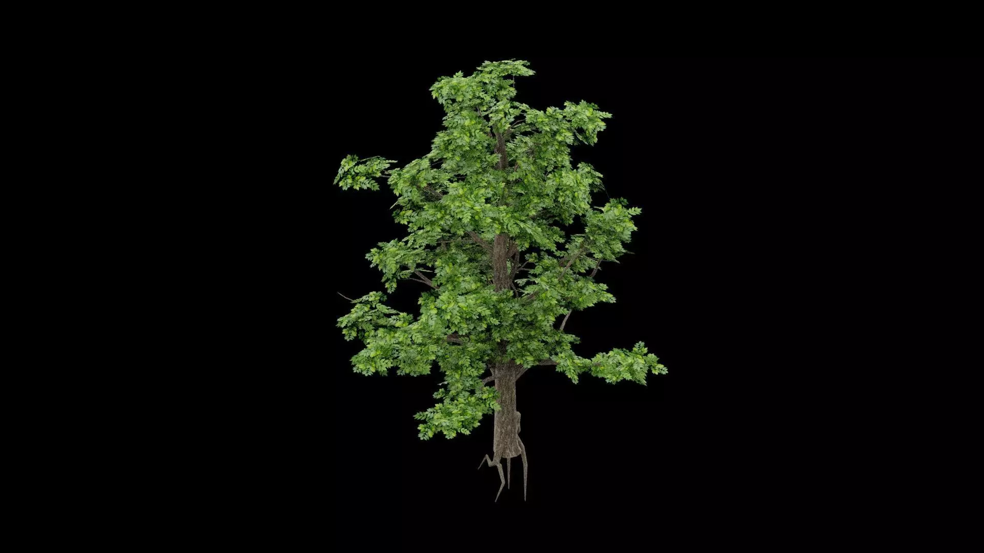 Realistic Tree Low-poly 3D model_1