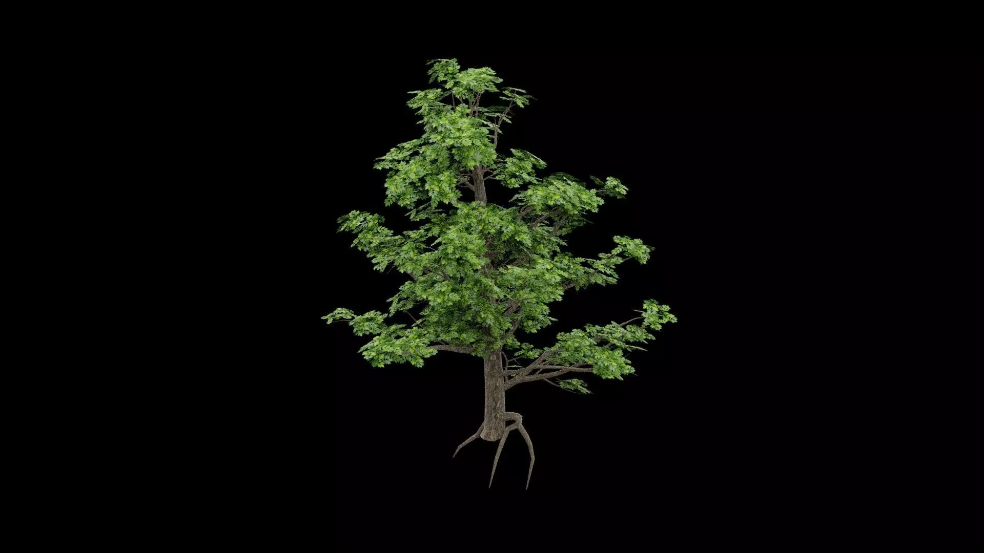Realistic Tree Low-poly 3D model_2