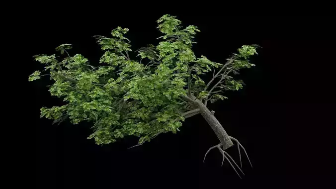 Realistic Tree