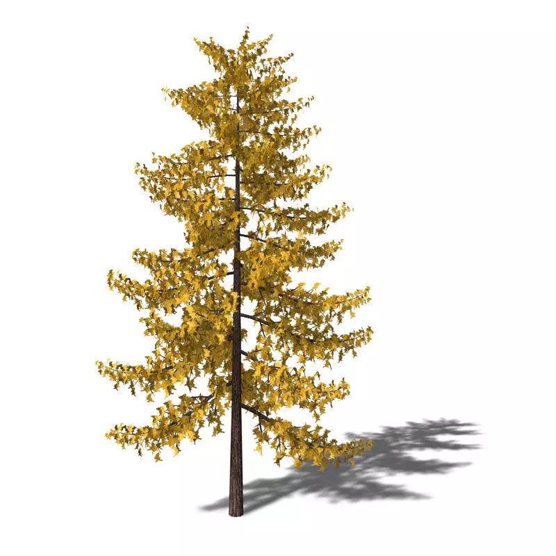 Pine Tree Low-poly 3D model 3D model_0
