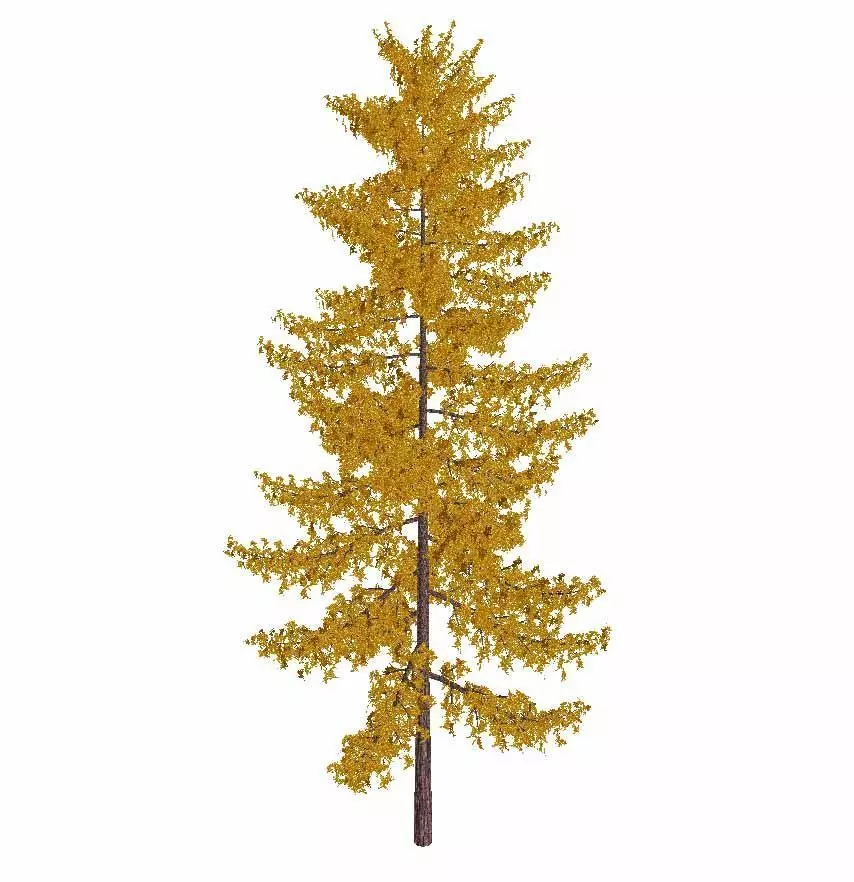 Pine Tree Low-poly 3D model 3D model_1