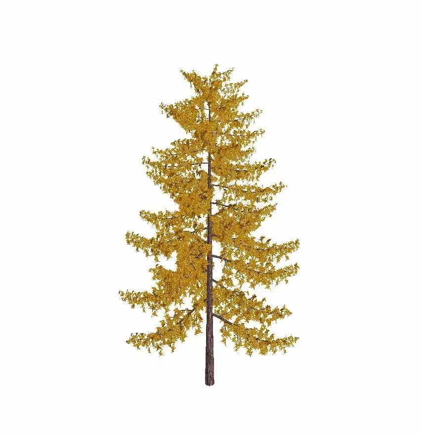 Pine Tree Low-poly 3D model 3D model_2