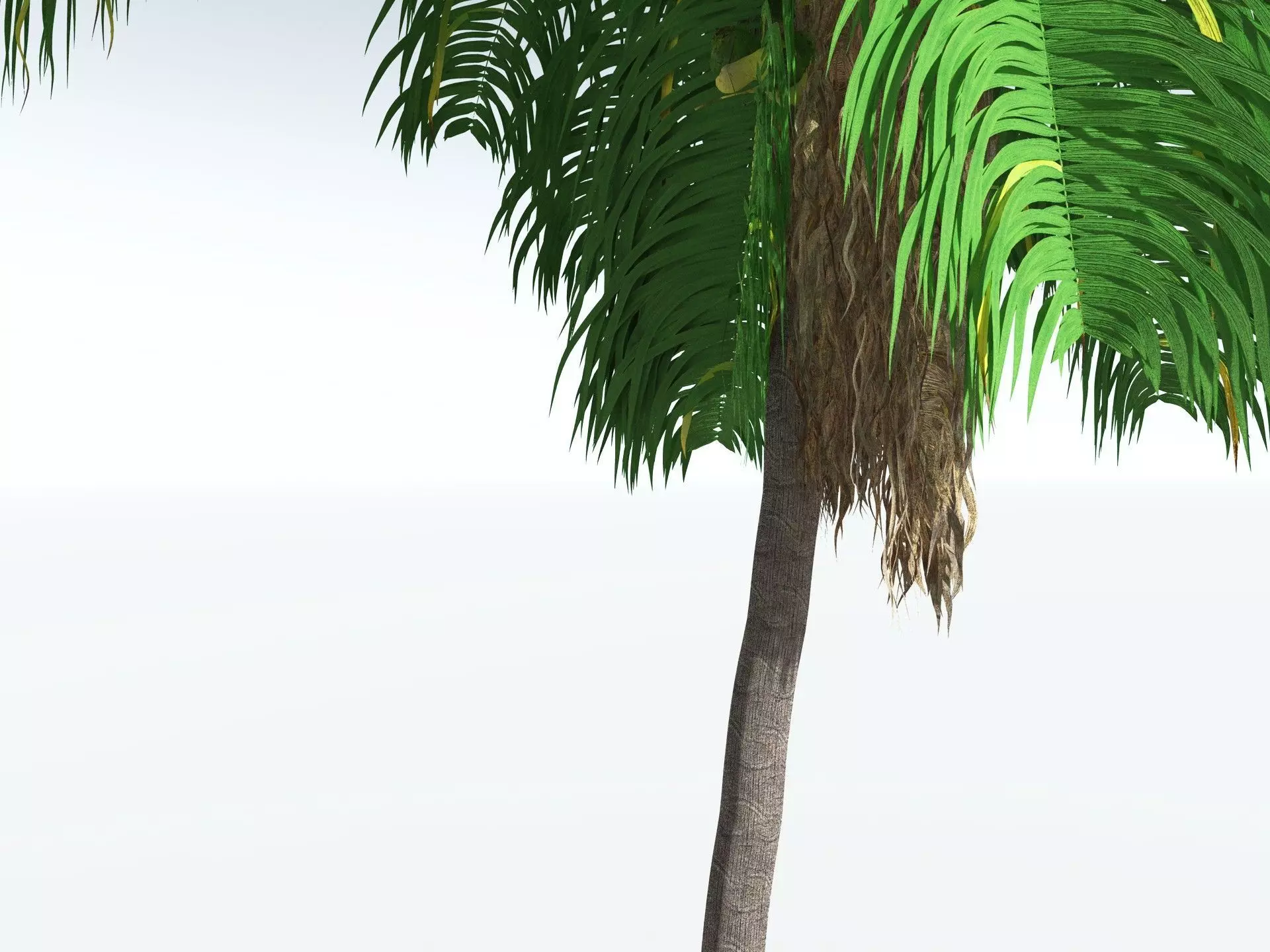 EVERYPlant Coconut Palm 3D model_7