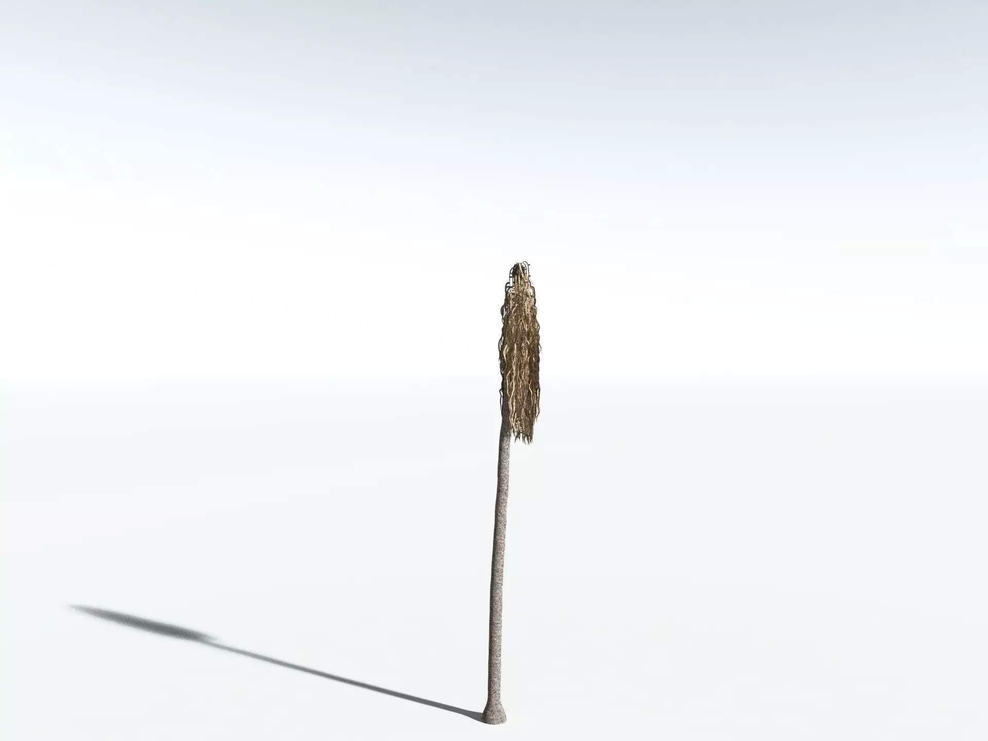 EVERYPlant Coconut Palm 3D model_18