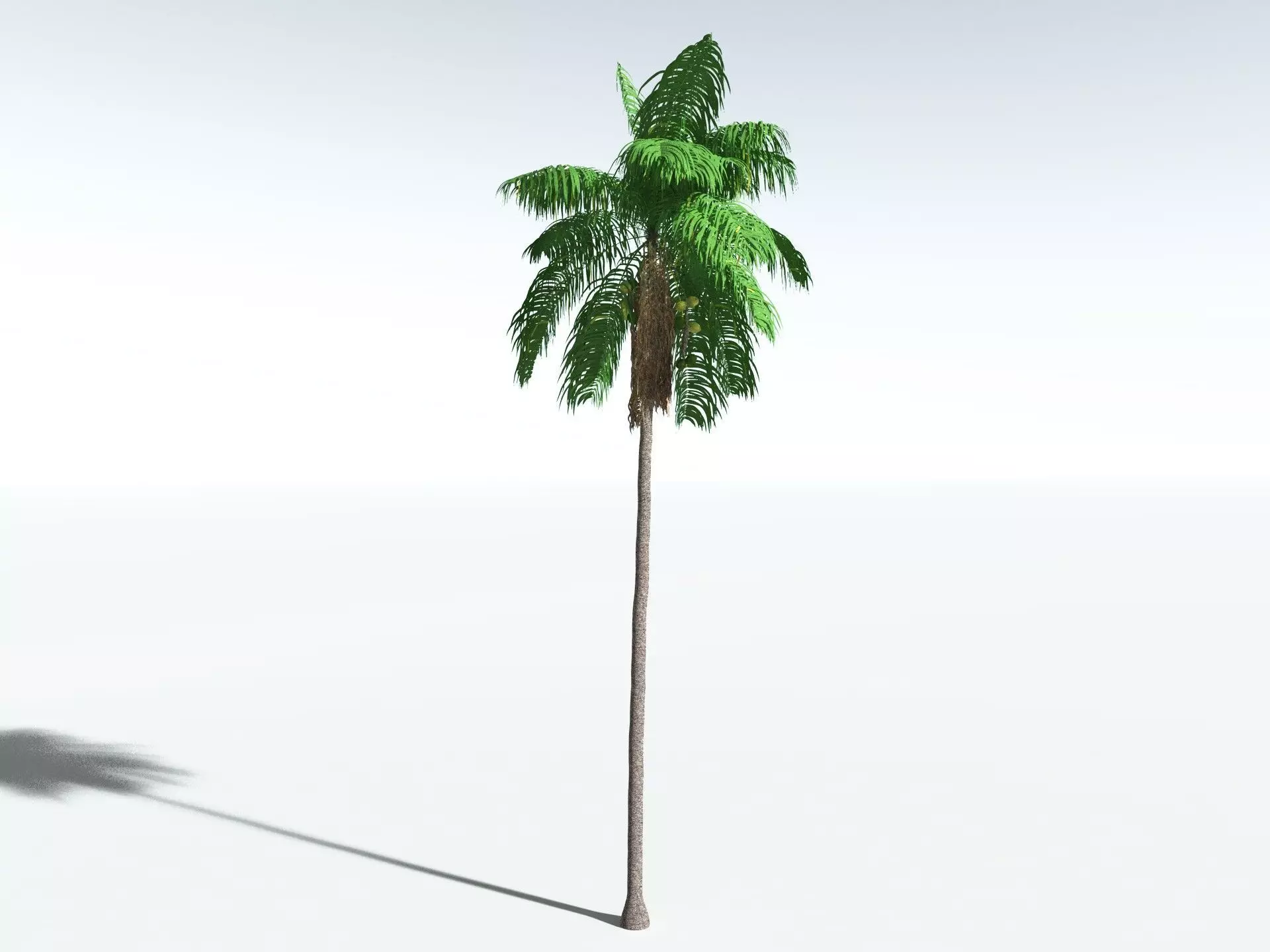 EVERYPlant Coconut Palm 3D model_2