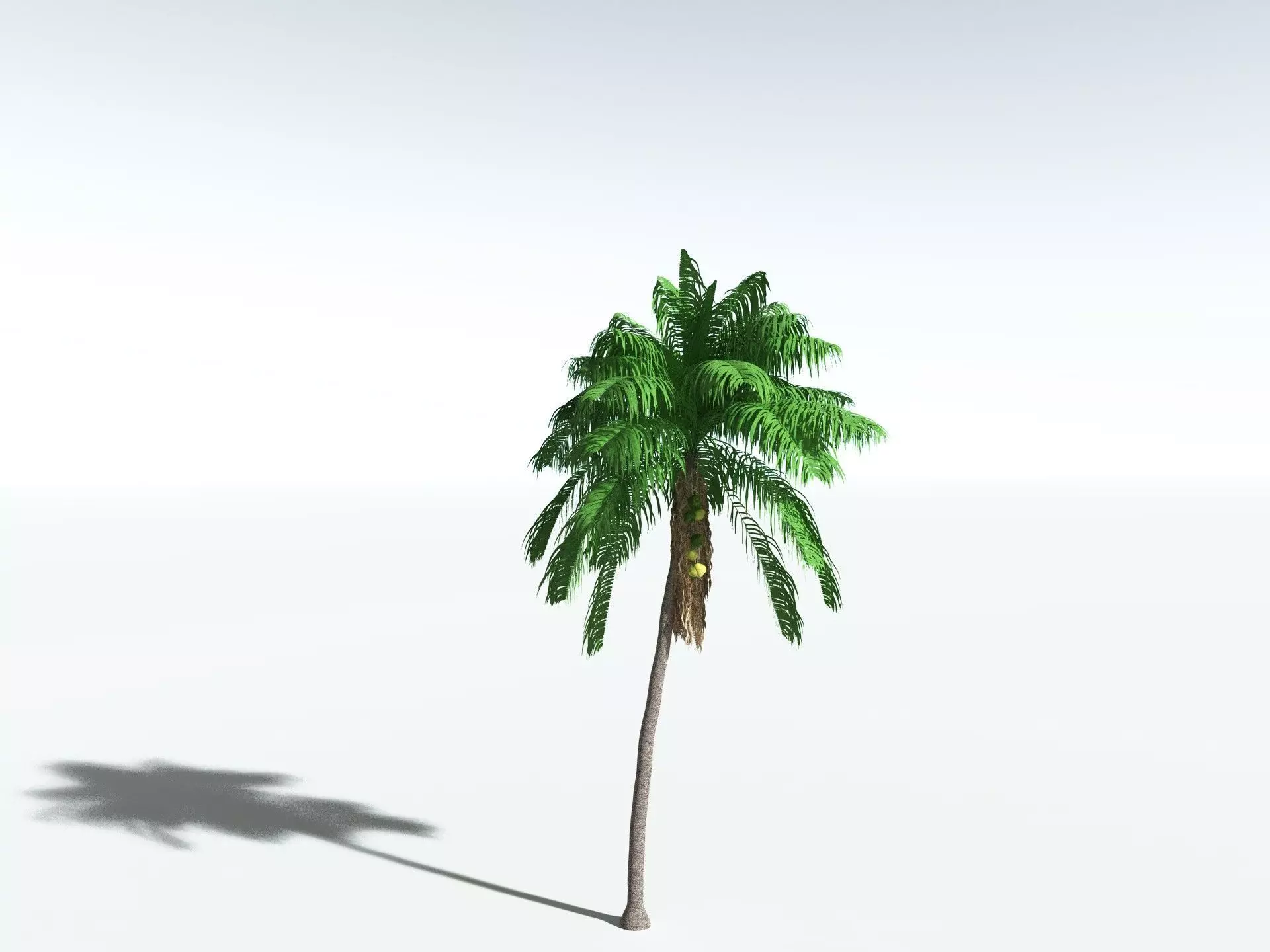 EVERYPlant Coconut Palm 3D model_10