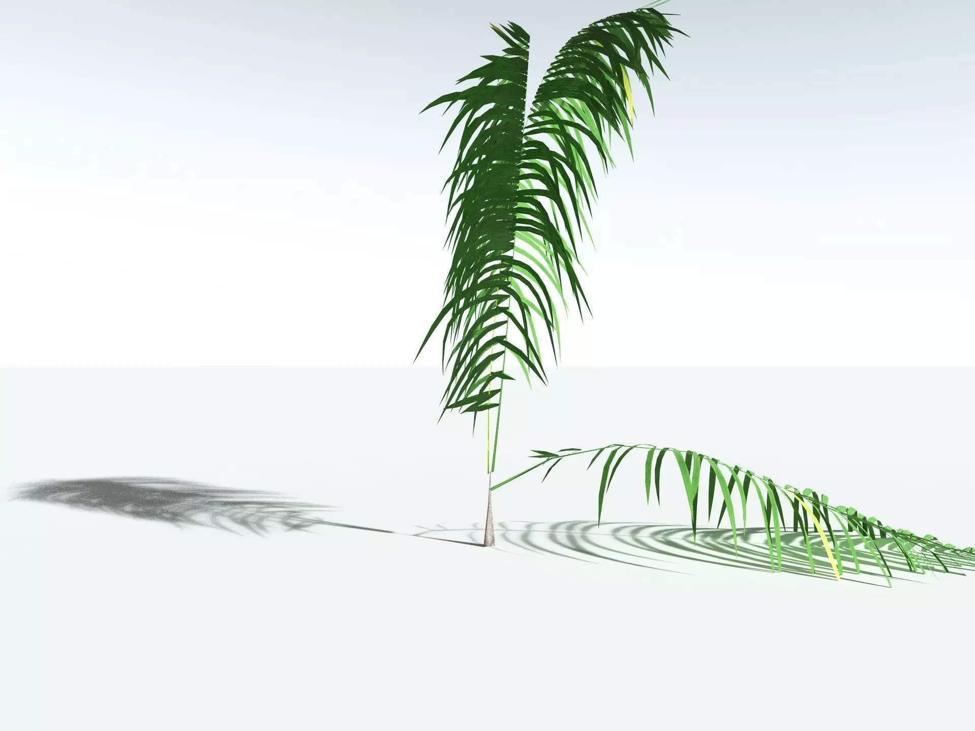 EVERYPlant Coconut Palm 3D model_31