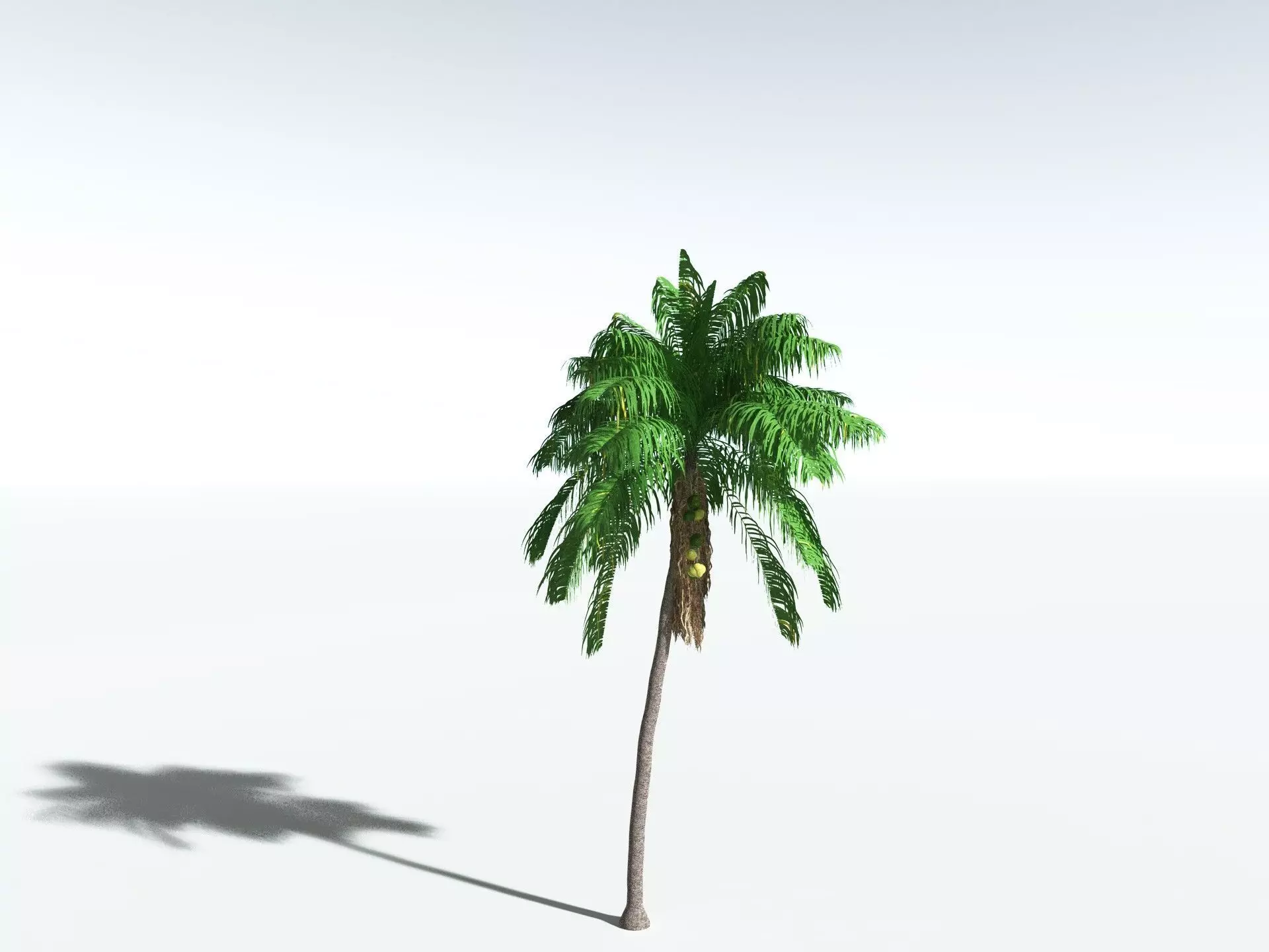 EVERYPlant Coconut Palm 3D model_0