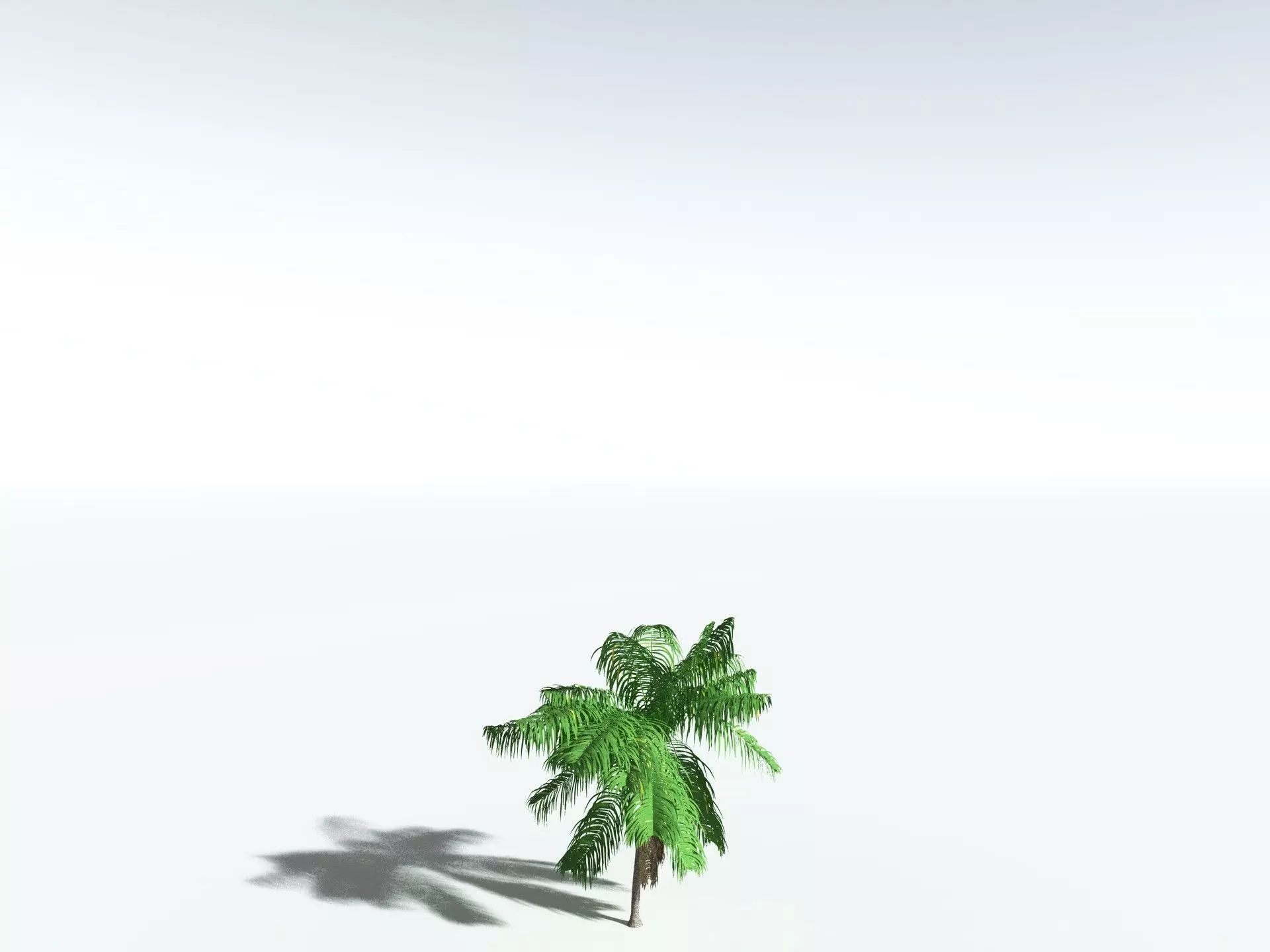 EVERYPlant Coconut Palm 3D model_24