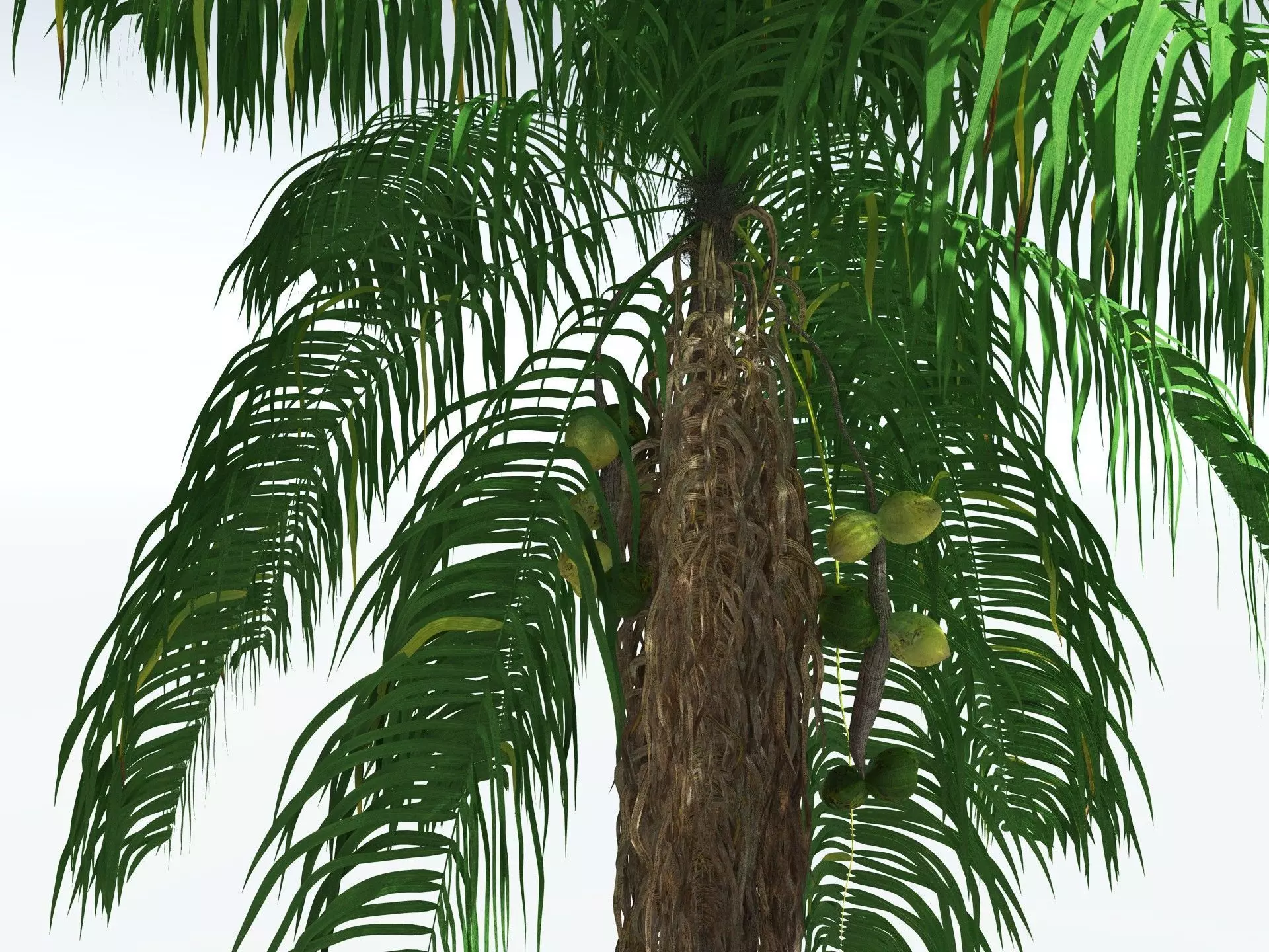 EVERYPlant Coconut Palm 3D model_3