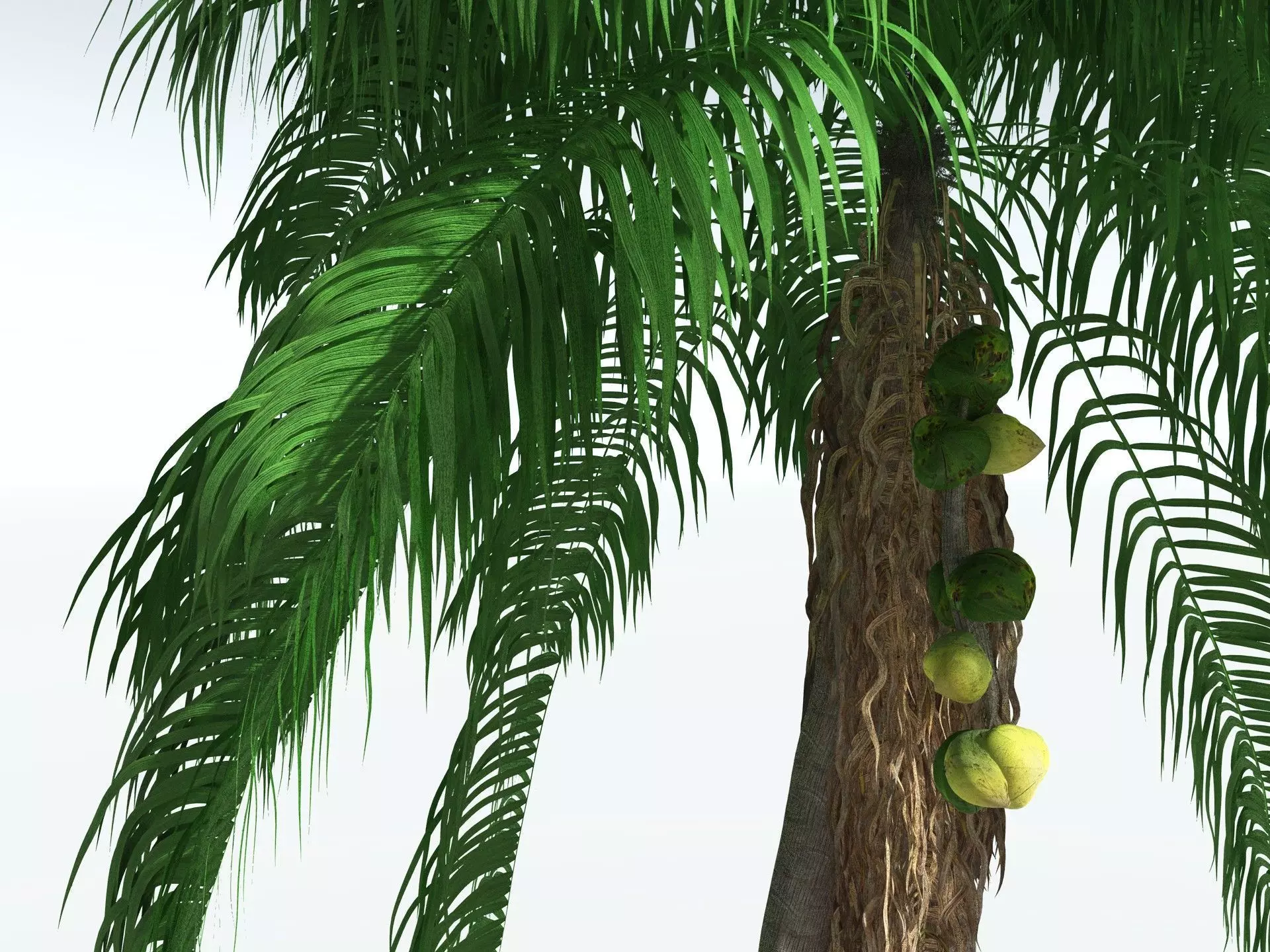 EVERYPlant Coconut Palm 3D model_11