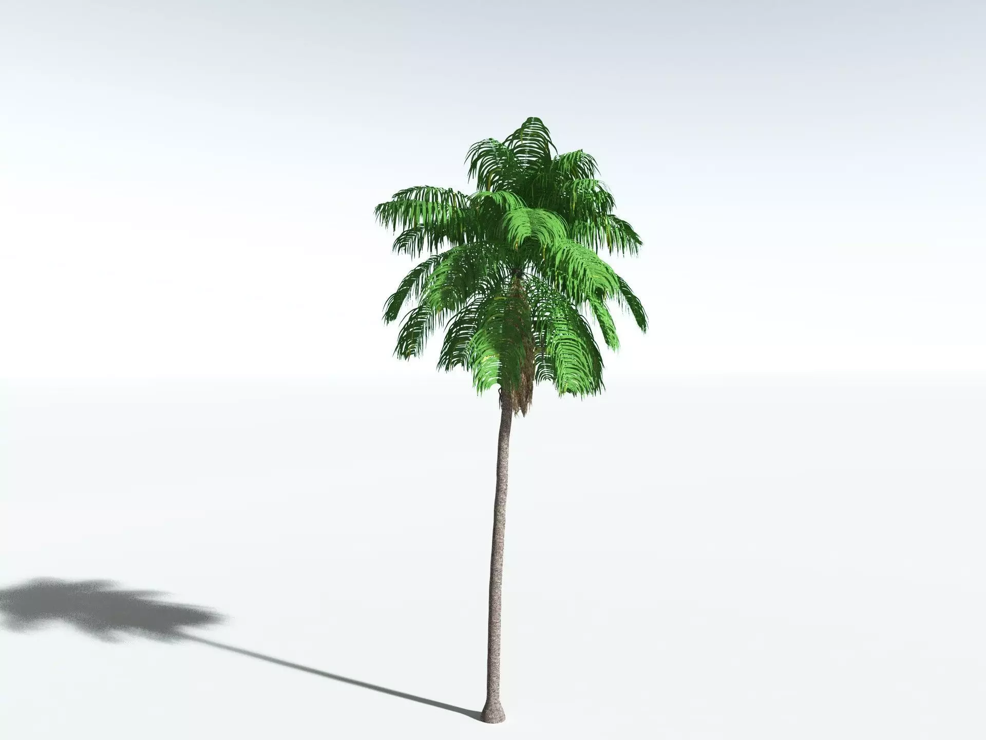 EVERYPlant Coconut Palm 3D model_8