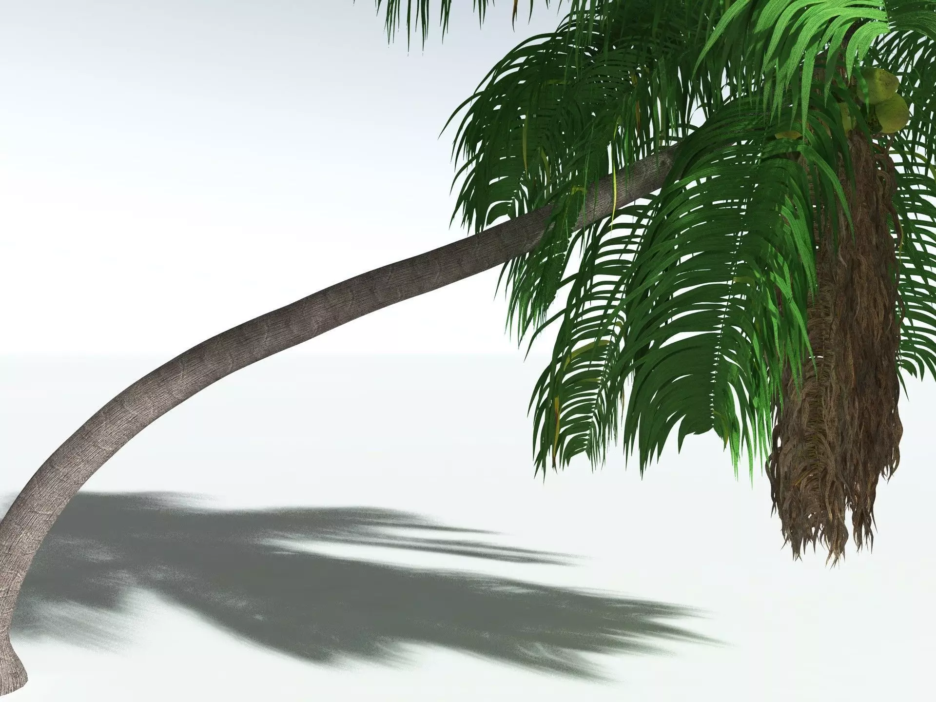 EVERYPlant Coconut Palm 3D model_33