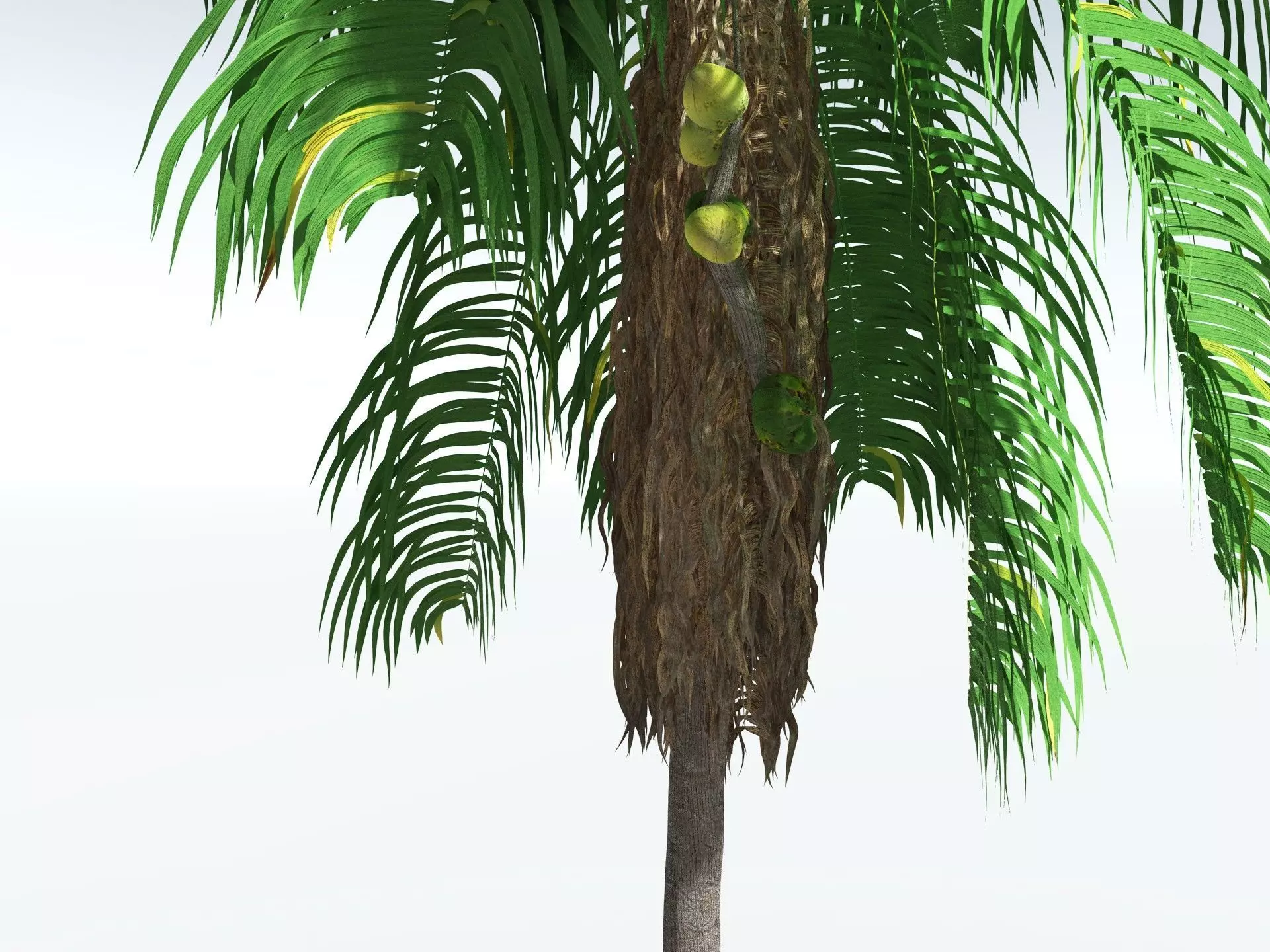 EVERYPlant Coconut Palm 3D model_21