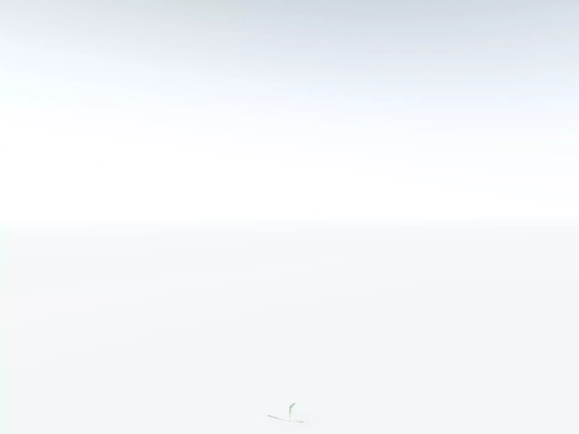 EVERYPlant Coconut Palm 3D model_30