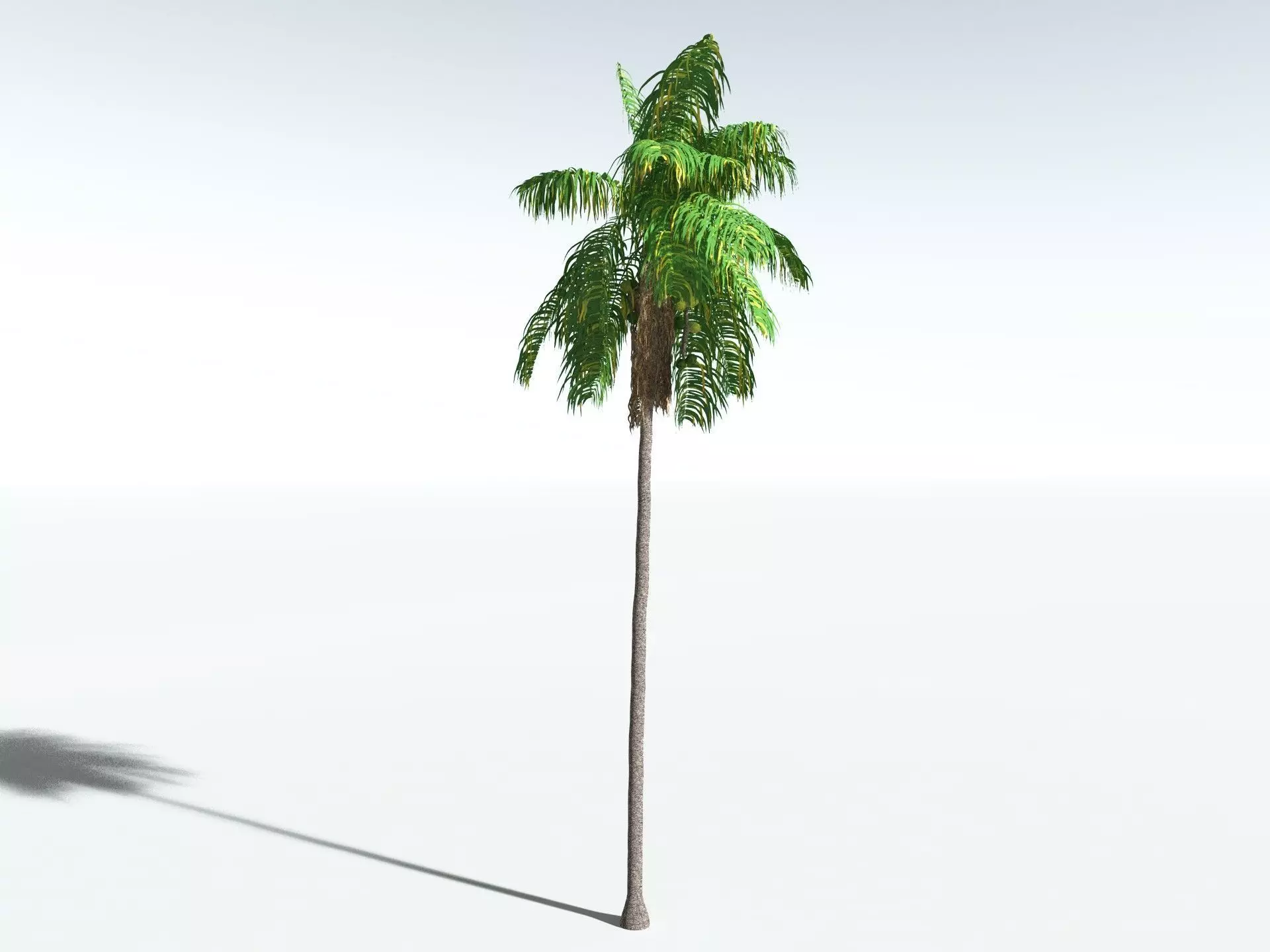 EVERYPlant Coconut Palm 3D model_12
