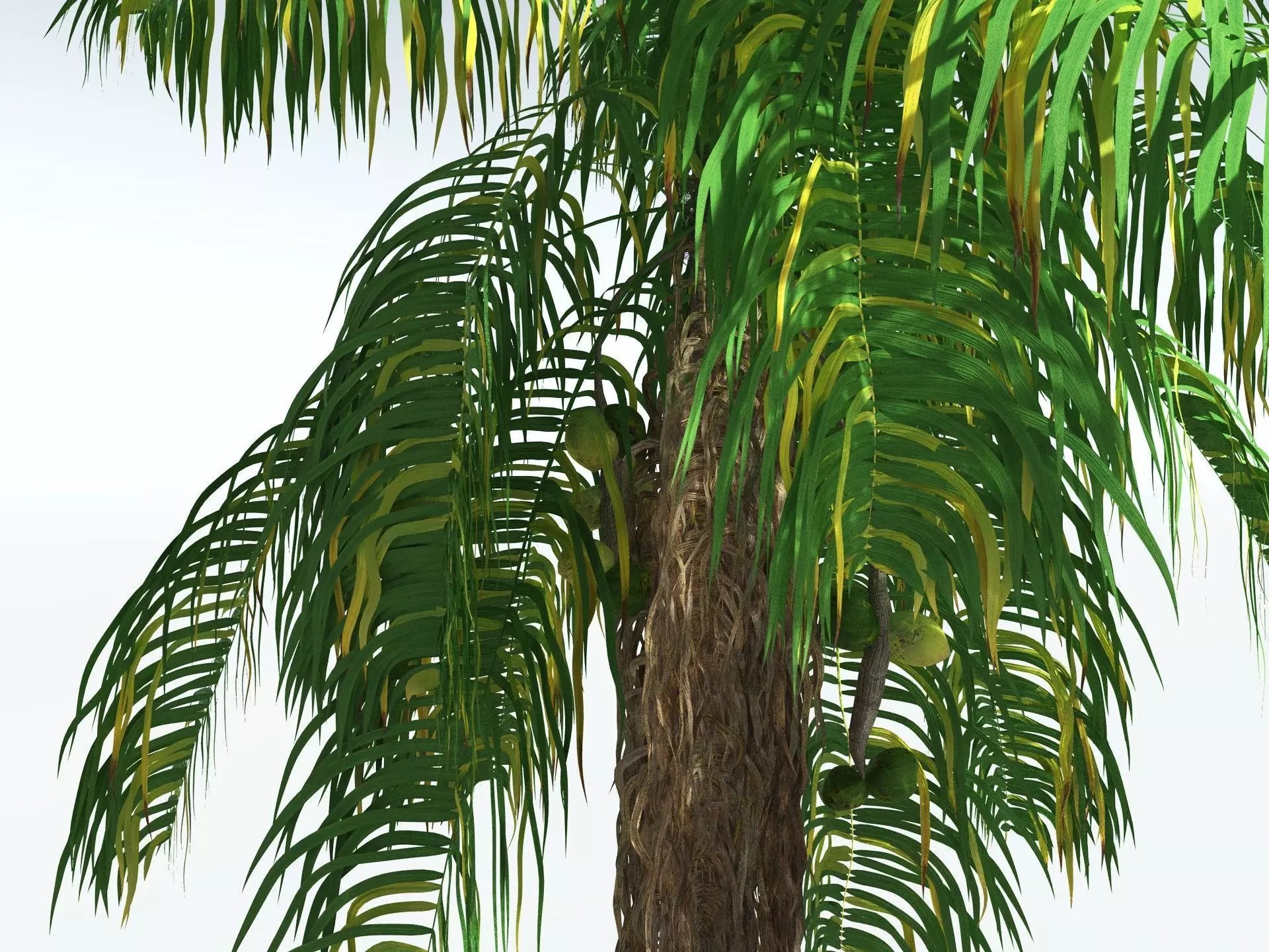 EVERYPlant Coconut Palm 3D model_13