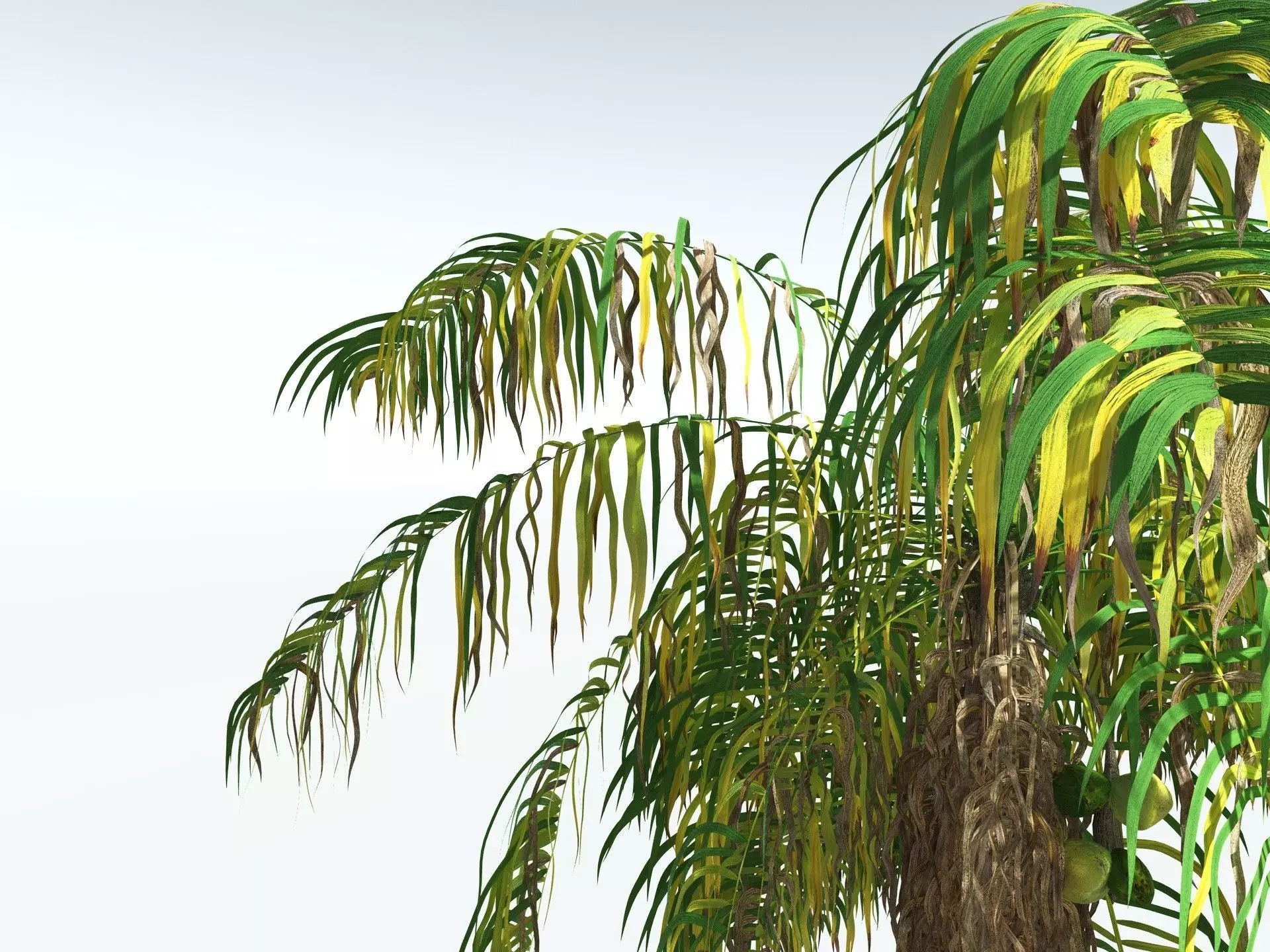EVERYPlant Coconut Palm 3D model_15