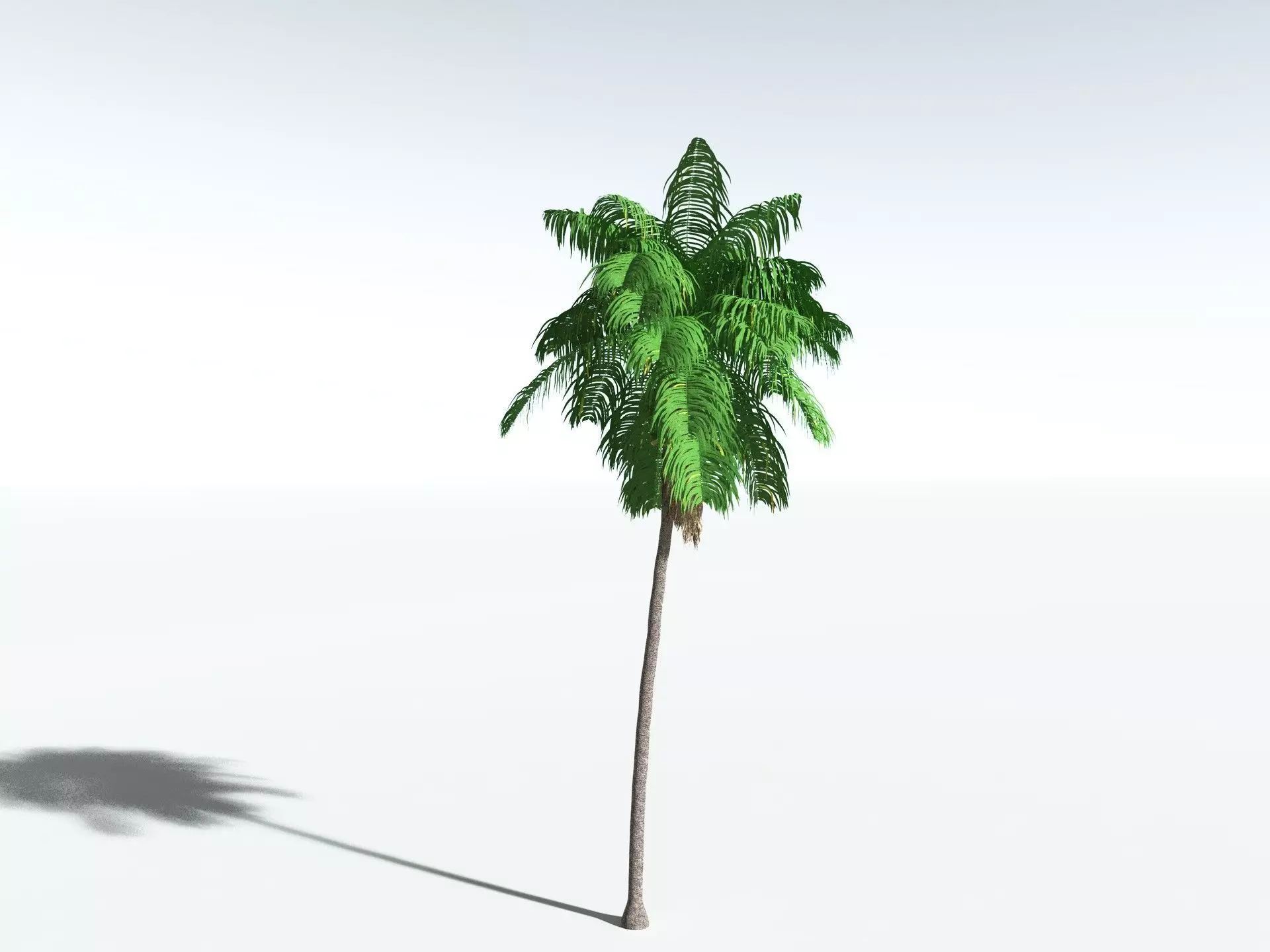 EVERYPlant Coconut Palm 3D model_6