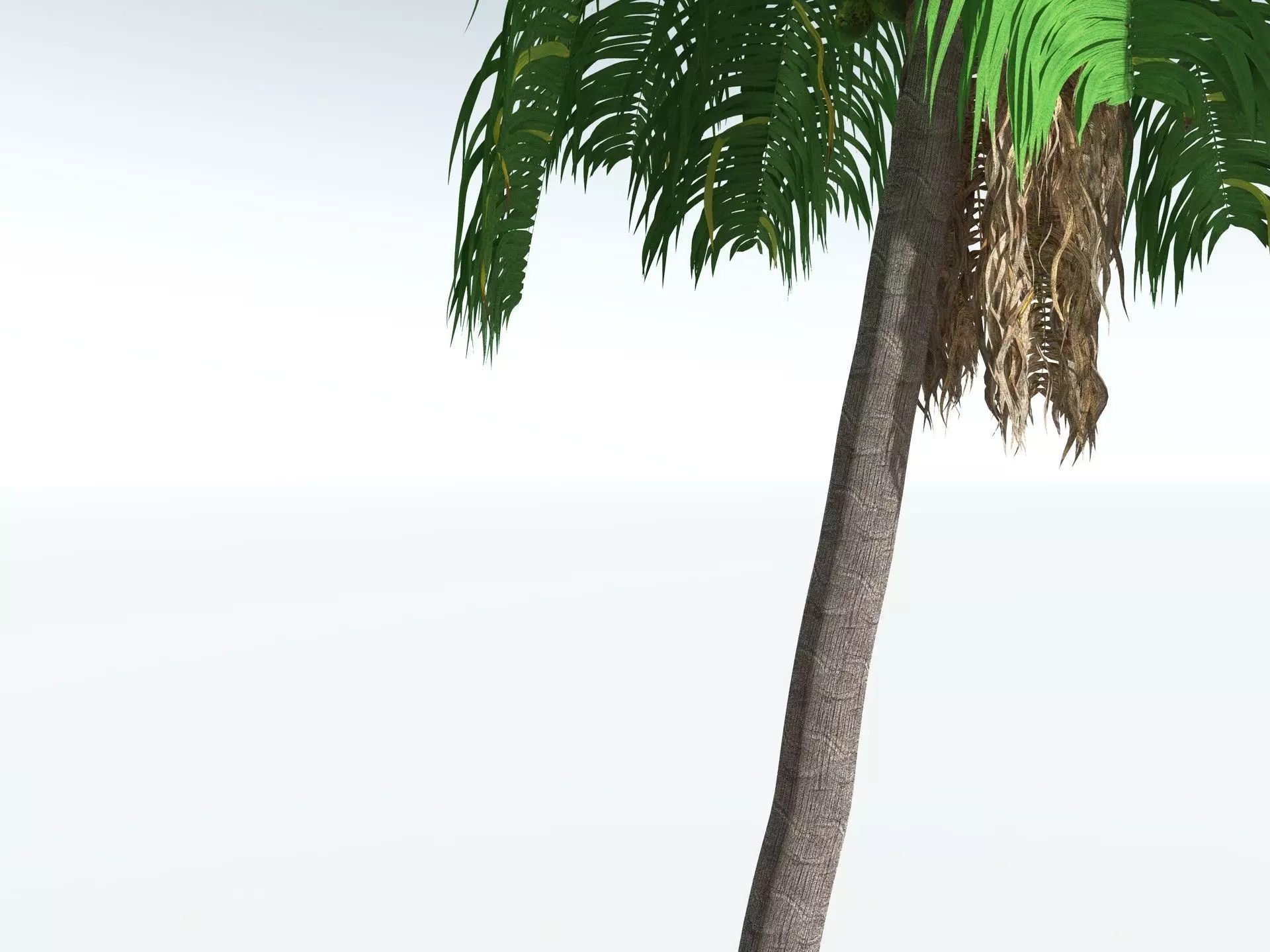EVERYPlant Coconut Palm 3D model_5