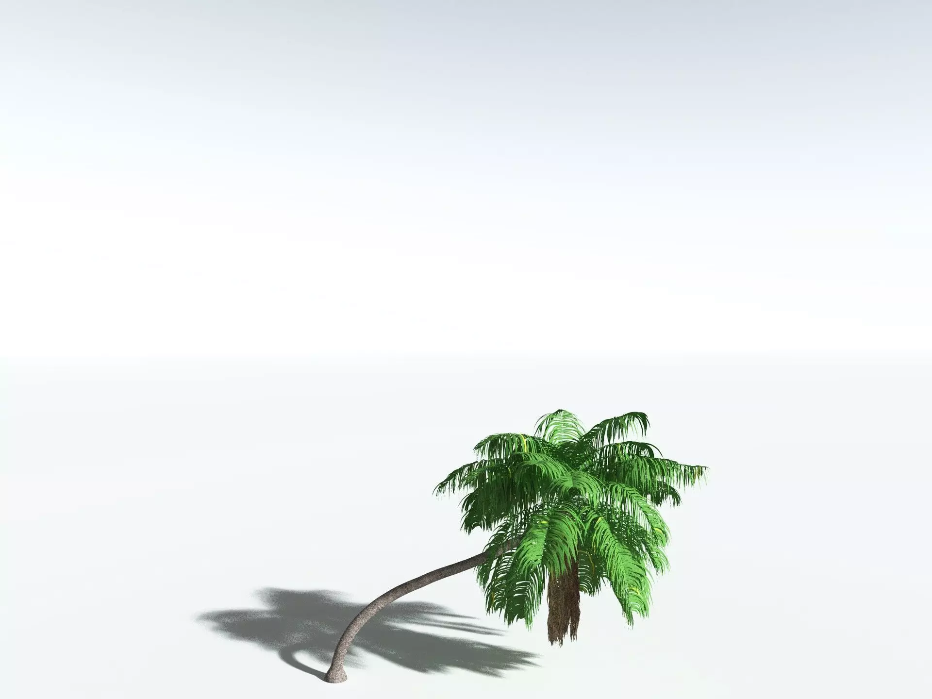 EVERYPlant Coconut Palm 3D model_32