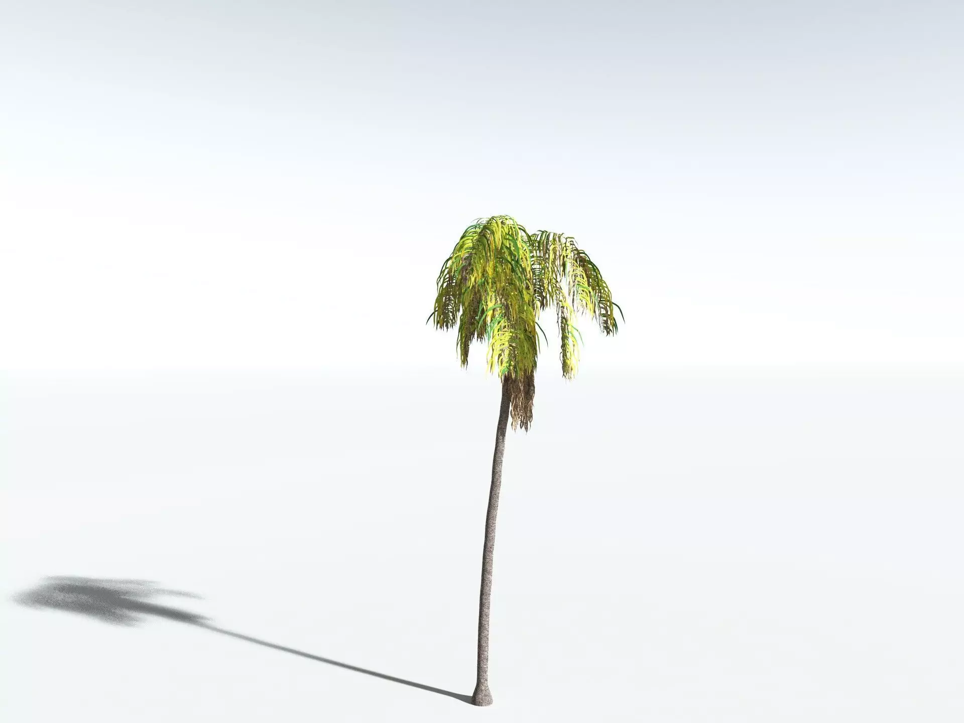 EVERYPlant Coconut Palm 3D model_16