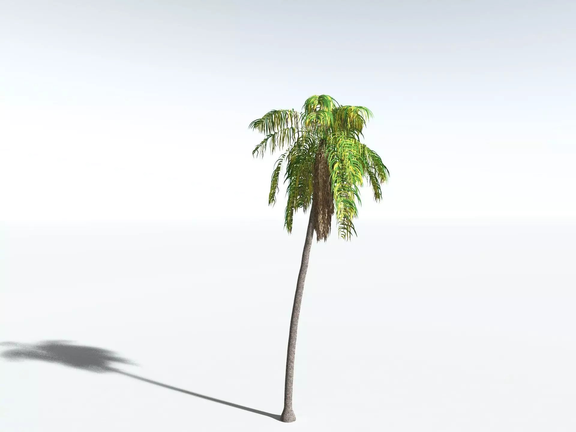 EVERYPlant Coconut Palm 3D model_14