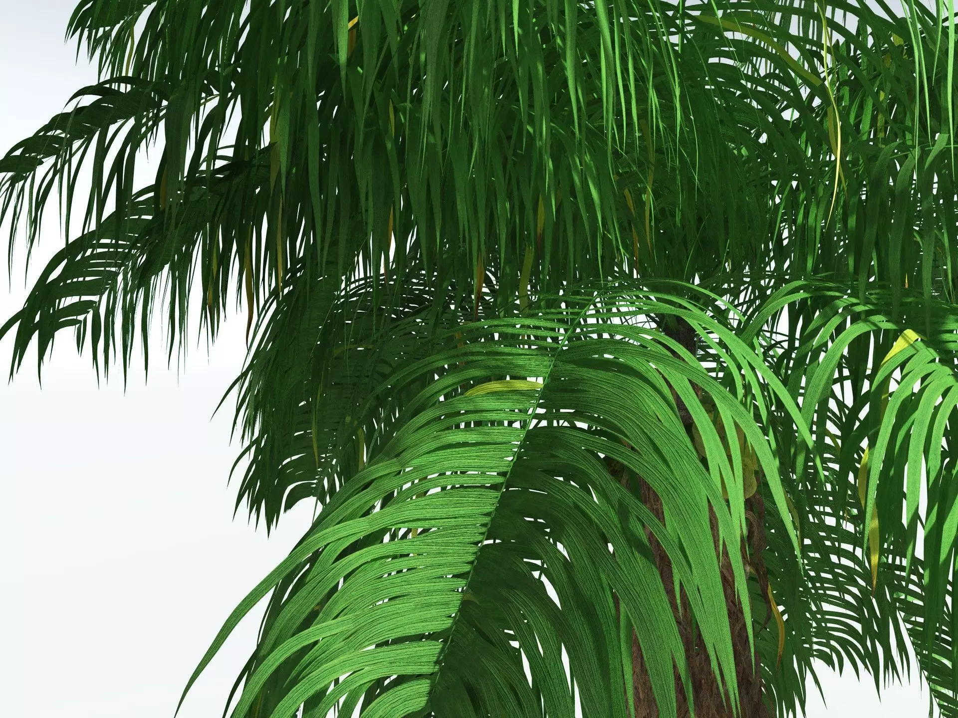 EVERYPlant Coconut Palm 3D model_23