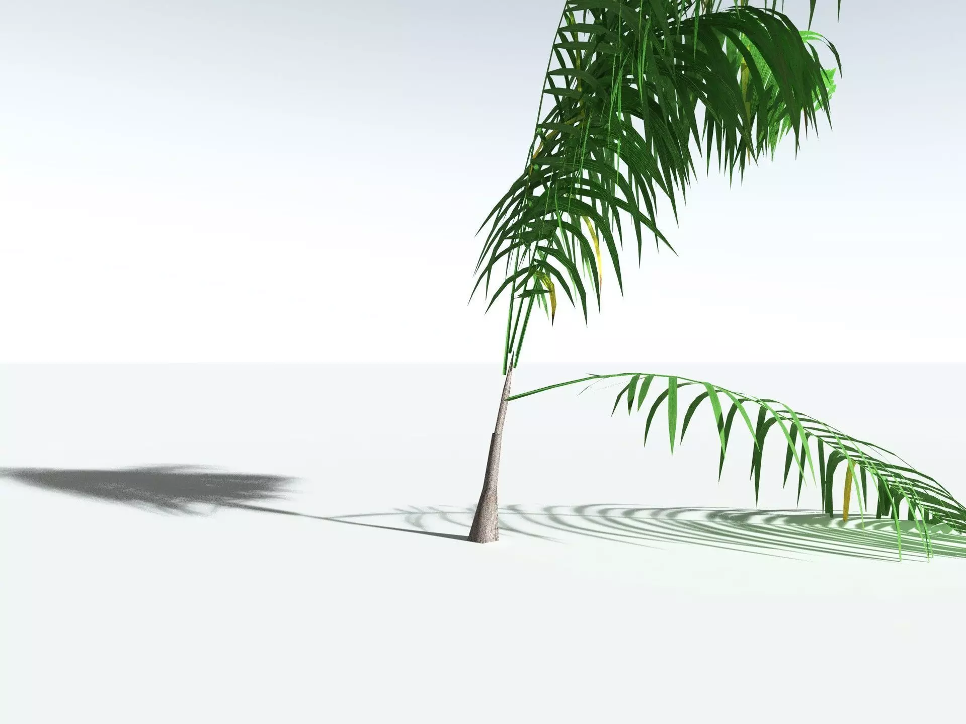 EVERYPlant Coconut Palm 3D model_29