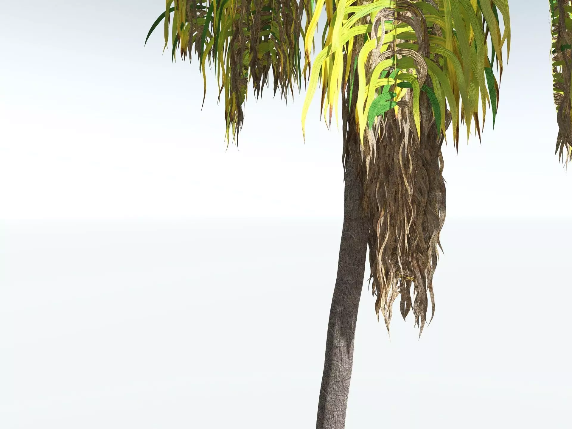 EVERYPlant Coconut Palm 3D model_17