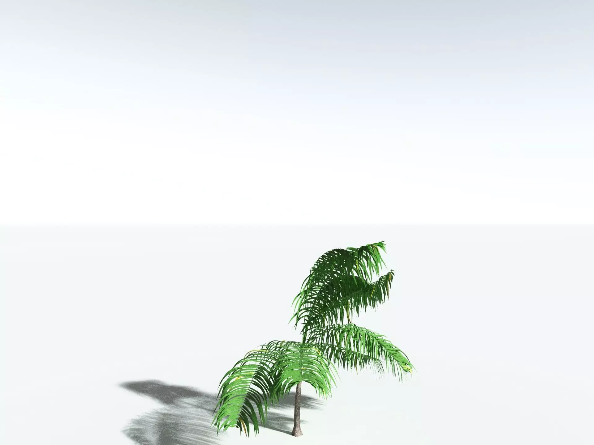 EVERYPlant Coconut Palm 3D model_27