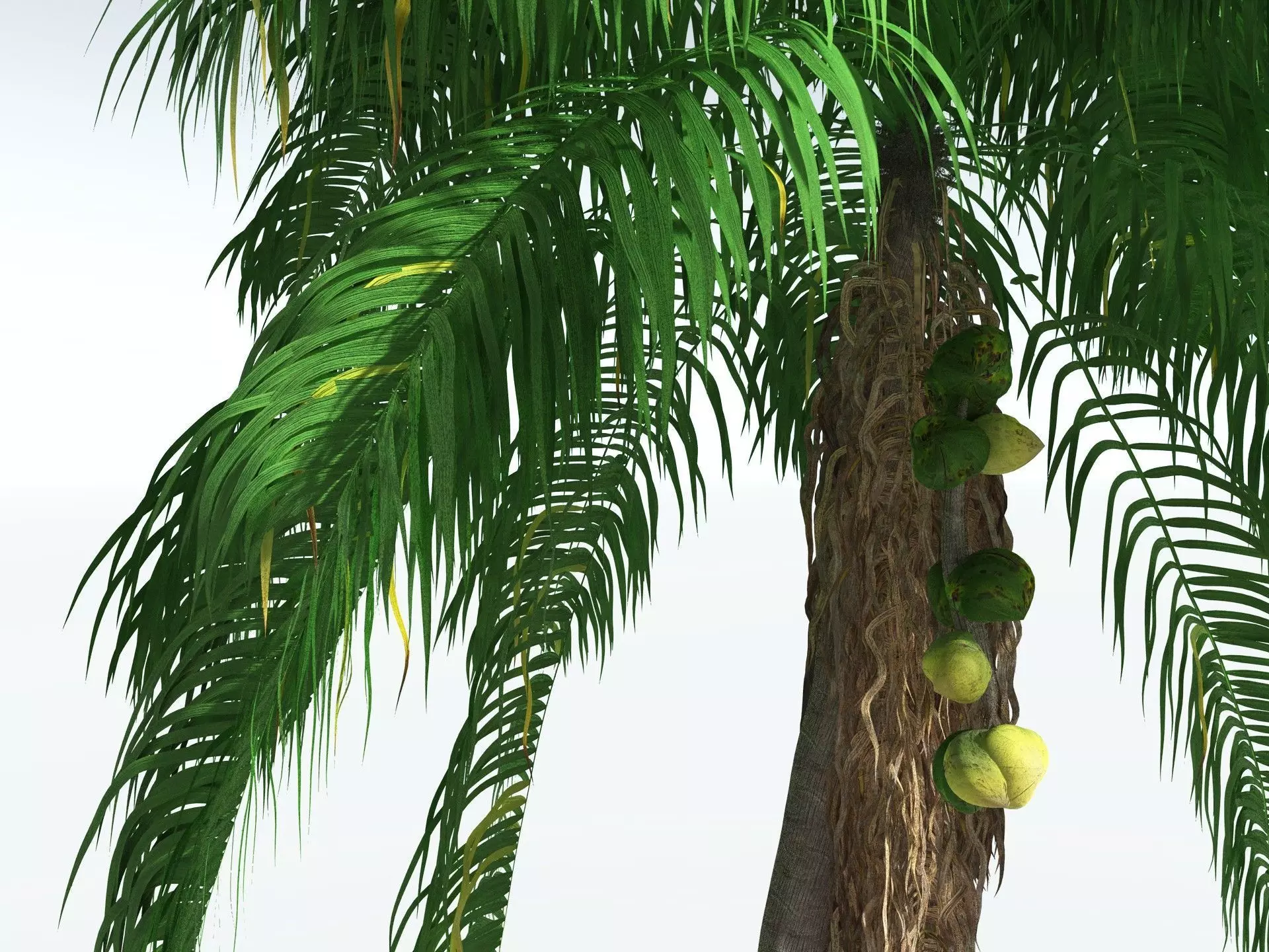 EVERYPlant Coconut Palm 3D model_1