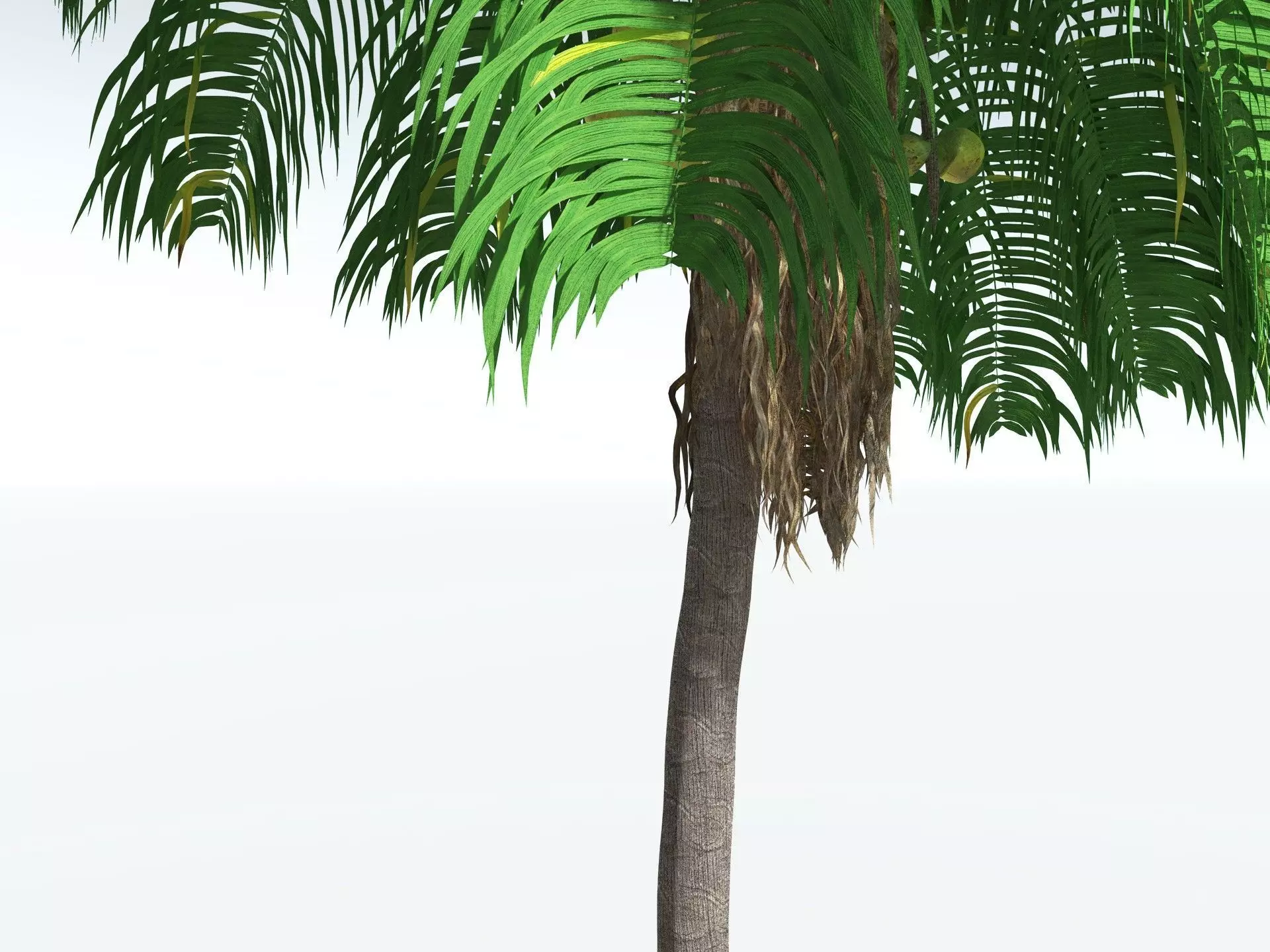 EVERYPlant Coconut Palm 3D model_9